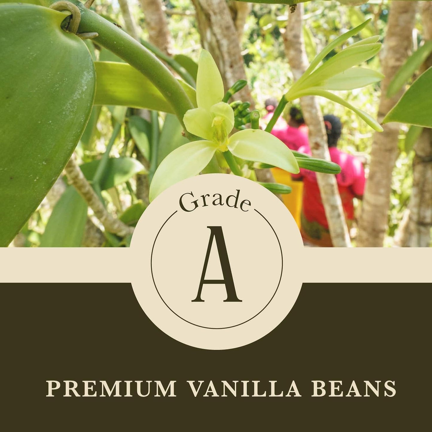 Cook's, Choice Premium Quality Pure Vanilla Extract, 8 oz
